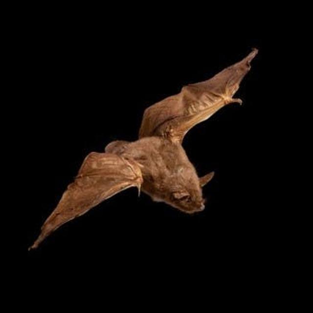 Episode 187: New Zealand's short-tailed bats - podcast episode cover