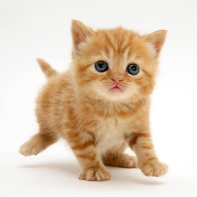 Cats - podcast episode cover