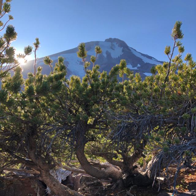 Episode 51: Mount Shasta- Wind at Treeline - podcast episode cover