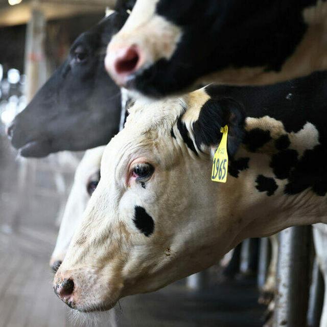 ICYMI: Bird Flu Has Spread To Cows In Arizona And Nevada - podcast episode cover