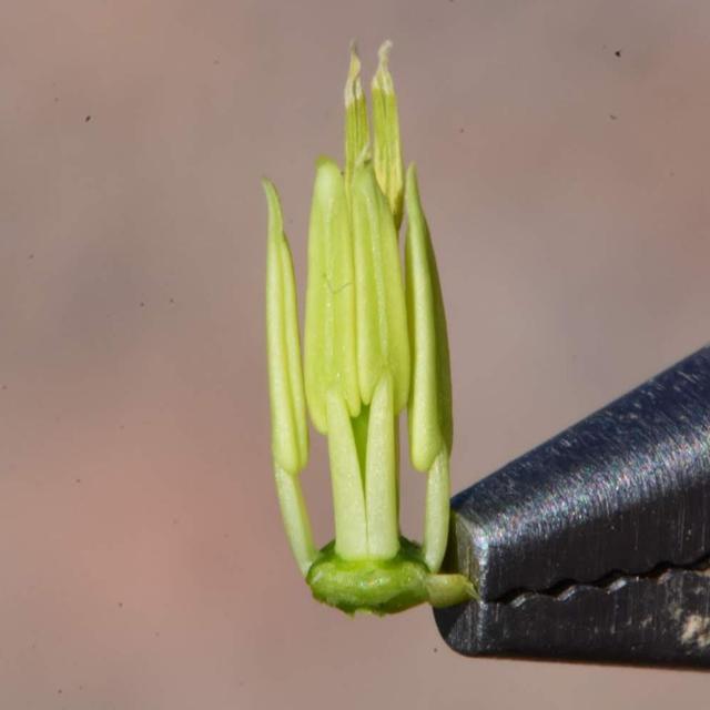 West Texas Cacti, Desert Brassicas, AL Scorch, Pollinator Apocalypse - podcast episode cover