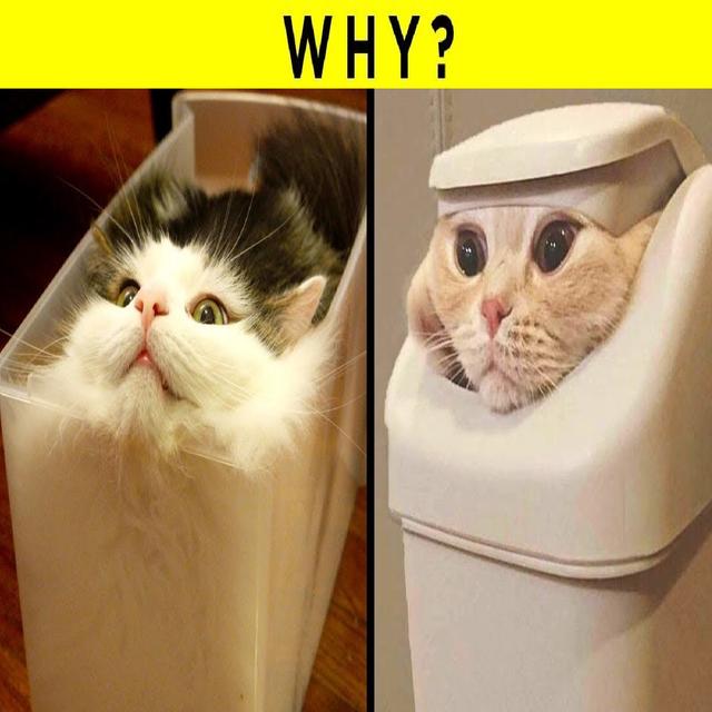Strangest Cat Behaviors Finally Explained - podcast episode cover