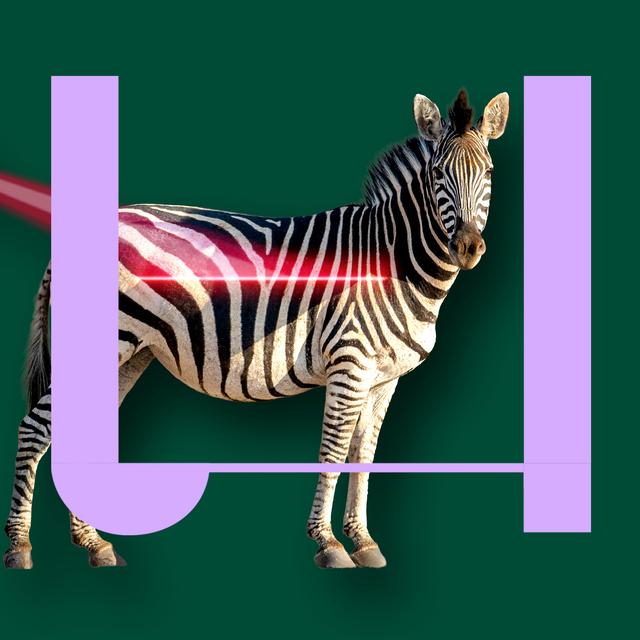 733. Waarom heeft een zebra strepen? - podcast episode cover