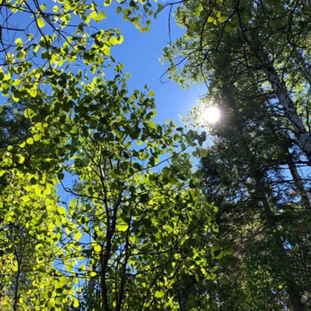 Episode 84: Wind in Quaking Aspen at Summer's End - podcast episode cover