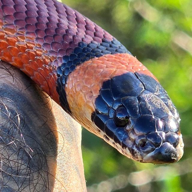 Better Living Through Reptiles - podcast episode cover