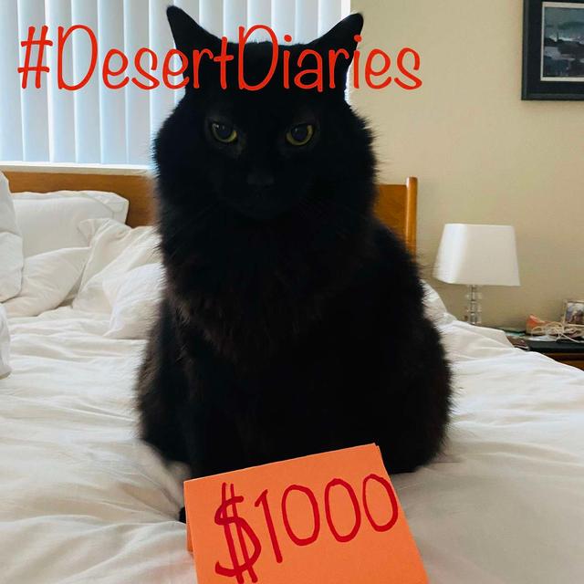 Socially distant house hunting and very expensive cats - podcast episode cover