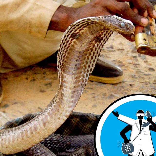 How does snake venom work? - podcast episode cover