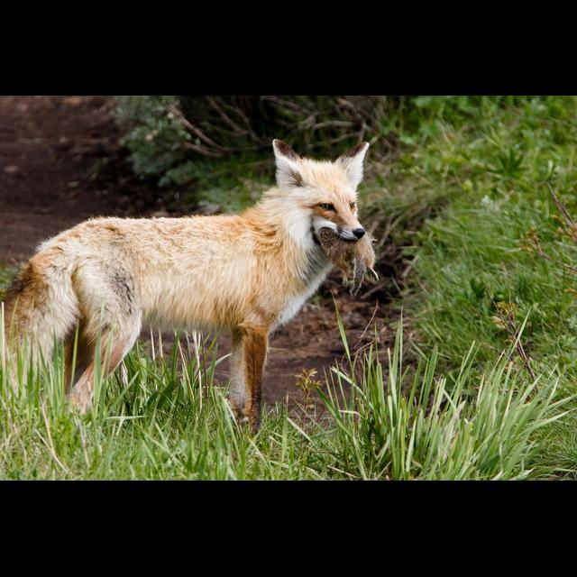 Foxes Have Dined on Our Leftovers for 30,000 Years - podcast episode cover