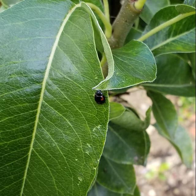 Season 1 Episode 3. Exochomus quadripustulatus - The pine ladybird - podcast episode cover