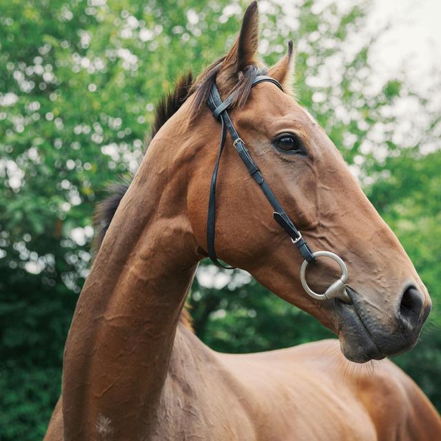 Thoroughbred Horses Are Increasingly Inbred - podcast episode cover