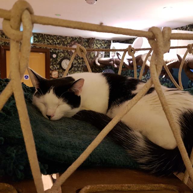 London Pubcats - podcast episode cover