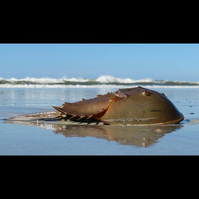 Episode 336: Ancient Horseshoe Crabs - podcast episode cover