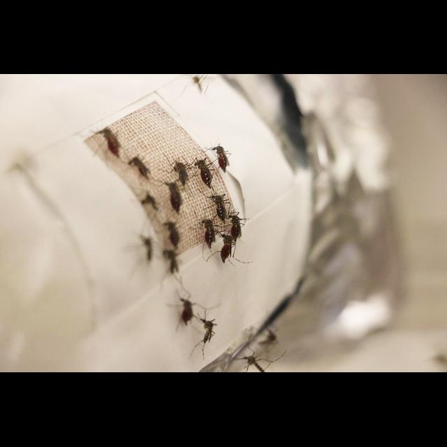 Graphene Garment Blocks Blood-Sucking Skeeters - podcast episode cover