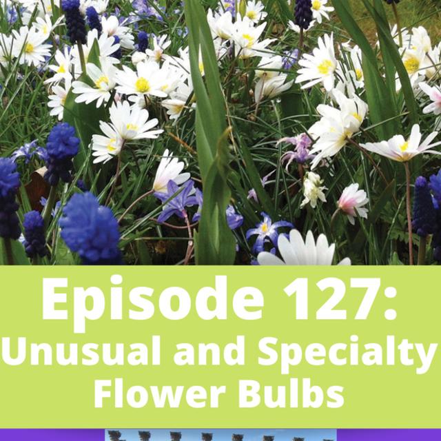 Unusual and Specialty Flower Bulbs - podcast episode cover