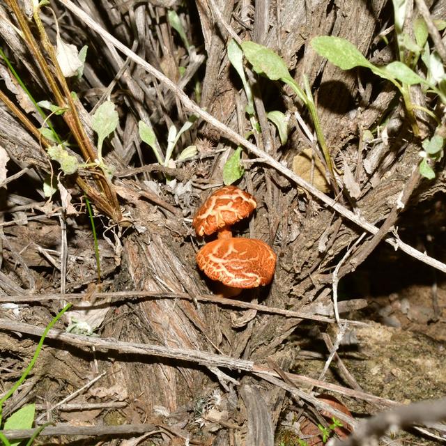An Undescribed Psilocybin sp. in the Desert - podcast episode cover
