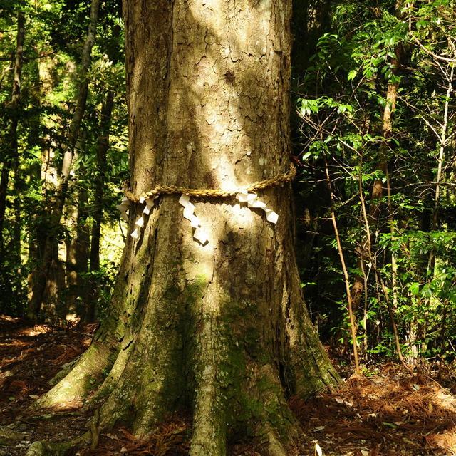 138: How making alcohol from trees could give rural Japan a buzz - podcast episode cover
