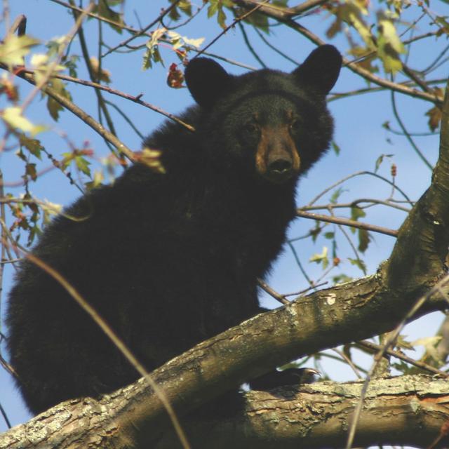 TW 188 - Bear Aware! - podcast episode cover