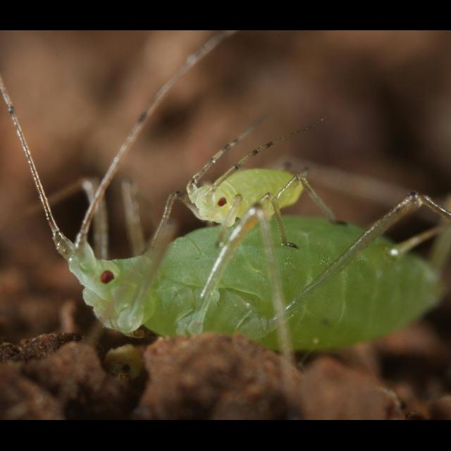Little Aphids Ride Big Ones to Safety - podcast episode cover