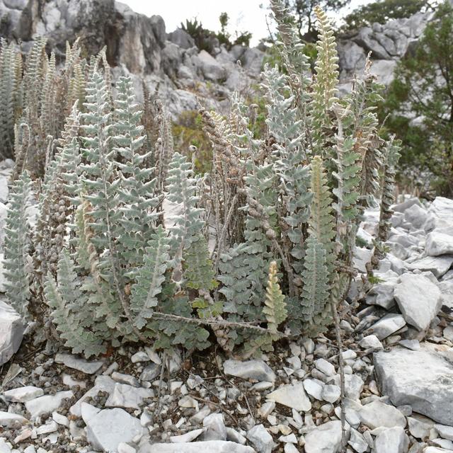 Central Mexico Recap & Habitat Summary - podcast episode cover