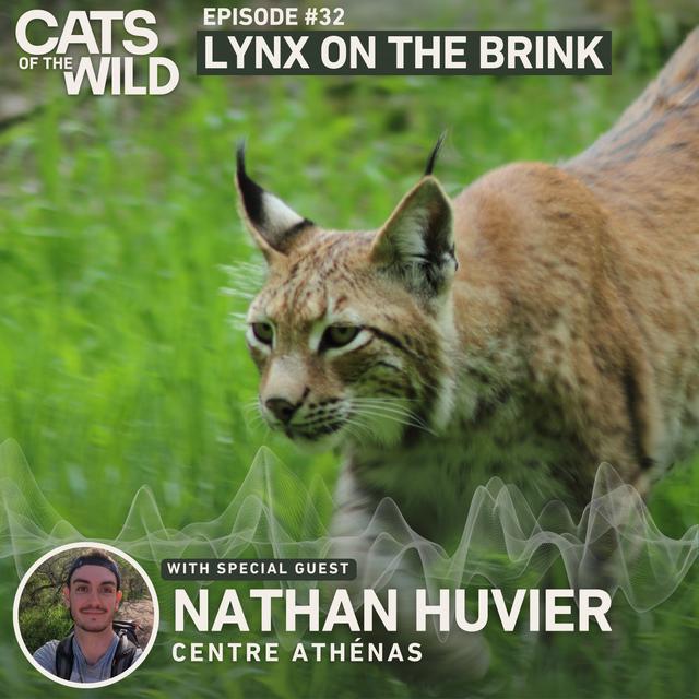 Lynx on the Brink: Nathan Huvier, Centre Athénas - podcast episode cover