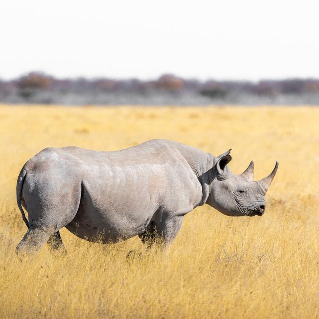 Rhino conservation in a time of crisis - podcast episode cover