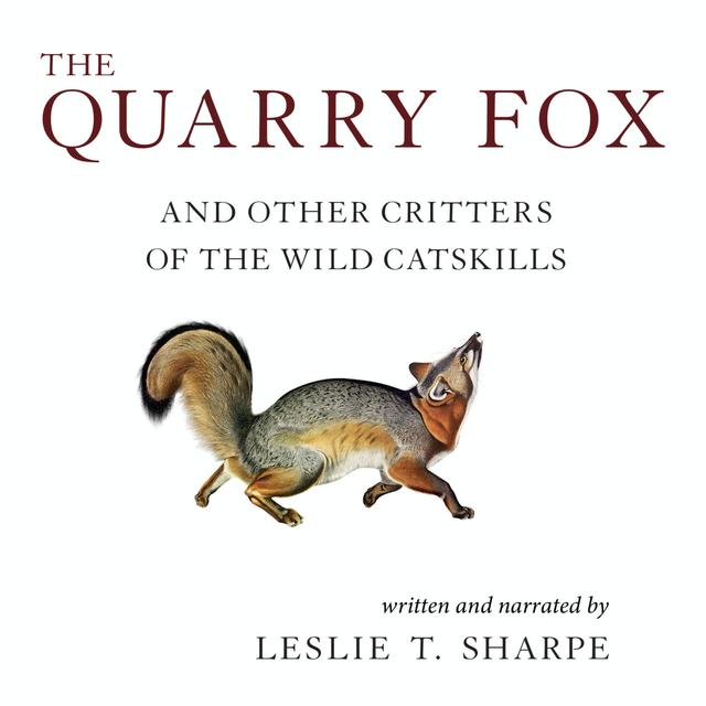 The Quarry Fox: and Other Critters of the Wild Catskills - podcast episode cover