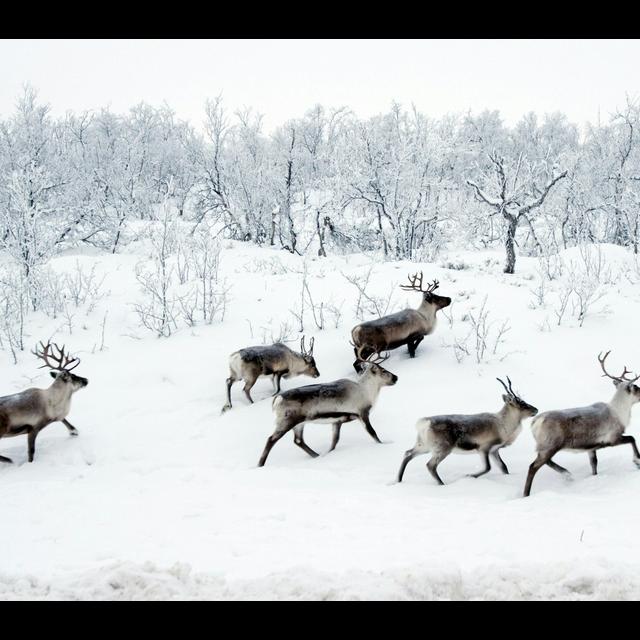 How Herbivore Herds Might Help Permafrost - podcast episode cover