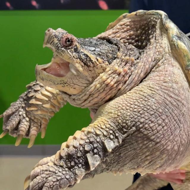 TW 347 - Reptile Rendezvous, Scales & Shells with Eric Rosenthal - podcast episode cover