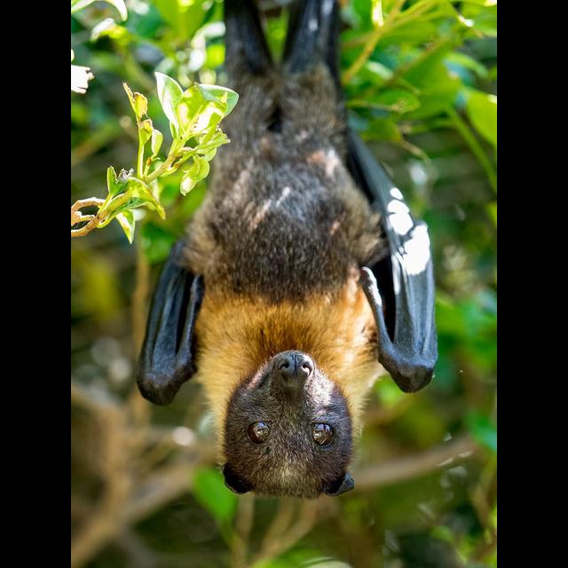 Episode 132: Release the Flying Fox - podcast episode cover