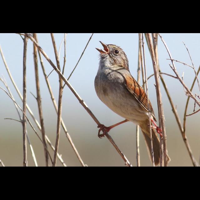 Bird's Song Staying Power Implies Culture - podcast episode cover