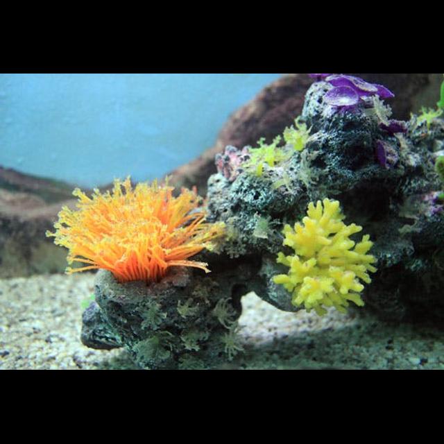 Episode 304: Corals Are Critical to Our Oceans - podcast episode cover