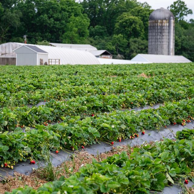025 - It Has Been a Busy Two Weeks of Strawberry Season - podcast episode cover