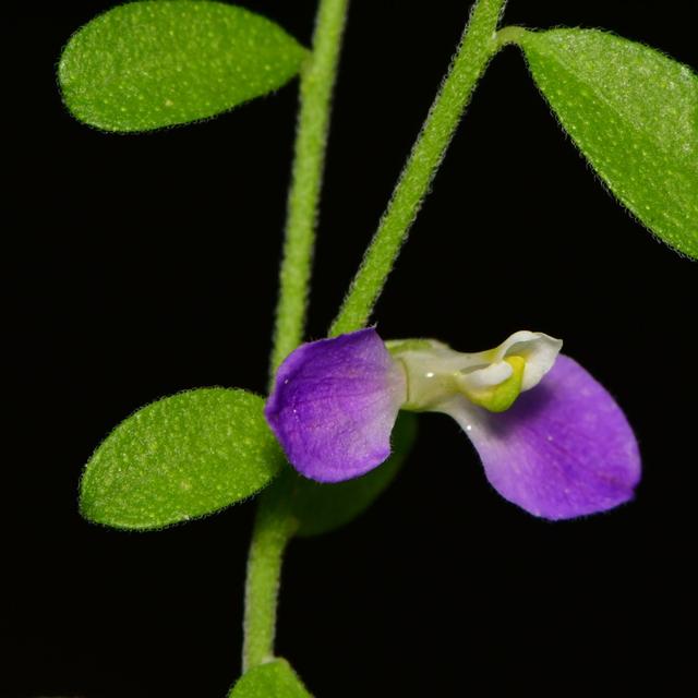 Texas Botany with Michael Eason - podcast episode cover