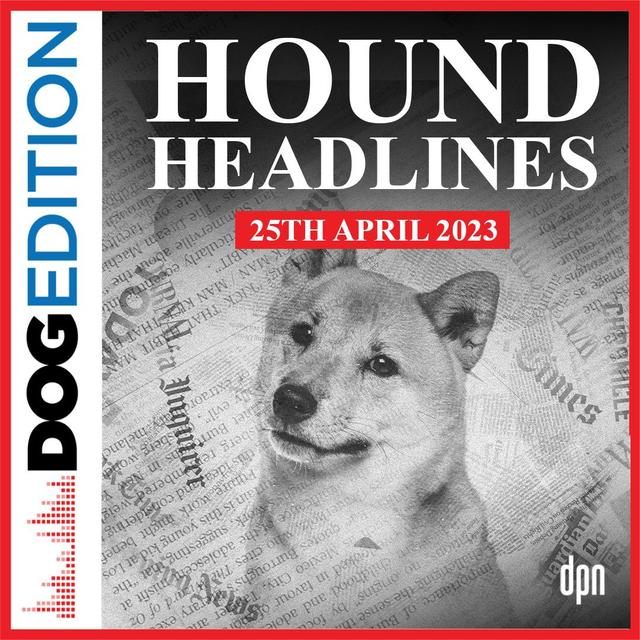 Hound Headlines 4/25/23 | Dog Edition #93 - podcast episode cover