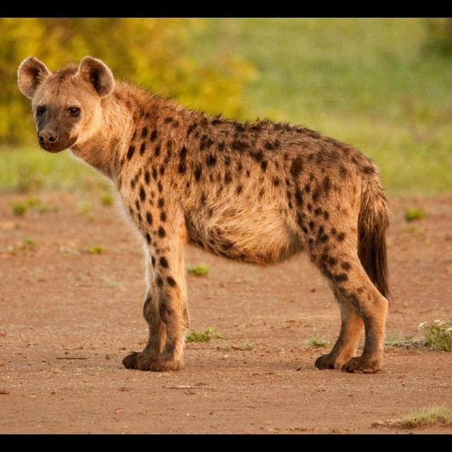Hyena Society Stability Has Last Laugh - podcast episode cover