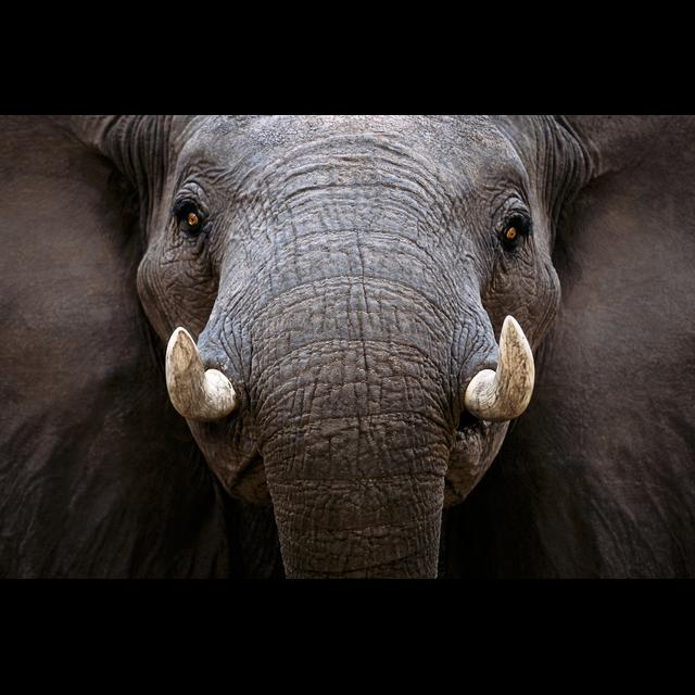 Conservation Photography with Art Wolfe and OPTIC 2017 Preview - podcast episode cover