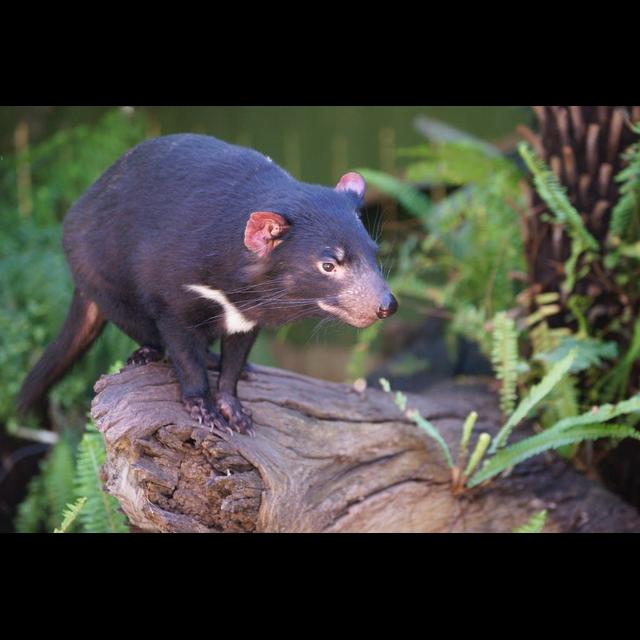 Devils of Tasmania - podcast episode cover