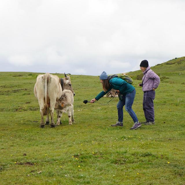 Cows in Los Lagos de Covadonga, Asturias, Spain in May 2025 – by Sarah Kramer and Nina Porzucki - podcast episode cover