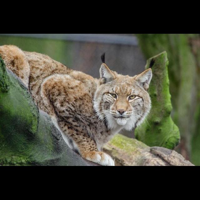 Episode 257: The Elegant Eurasian Lynx - podcast episode cover