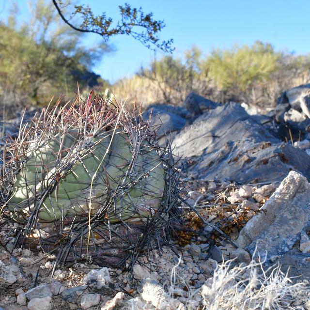 Dallas Plant Rescue & West Texas Dunes - podcast episode cover
