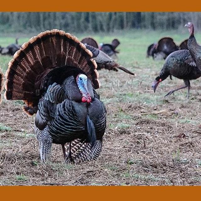 TW 195 - Conservation Raffle Turkey Hunt with Preston Pittman - podcast episode cover