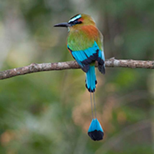 The Way Pro Photographers get Perfect Wildlife Portraits - podcast episode cover