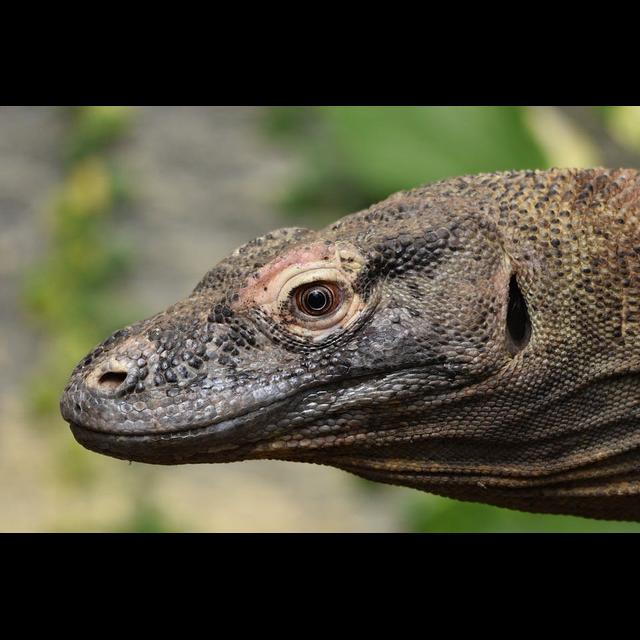 Episode 101: There be Dragons, on Komodo Isle - podcast episode cover