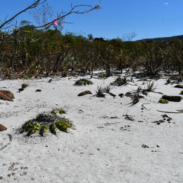 Dr. Daniela Zappi - Brazilian Plant Ecology - podcast episode cover