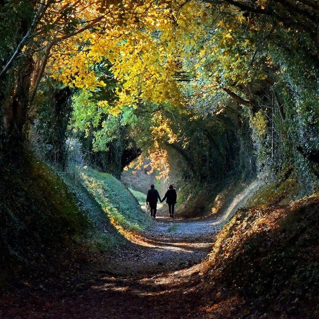 Do green spaces make us healthier? - podcast episode cover