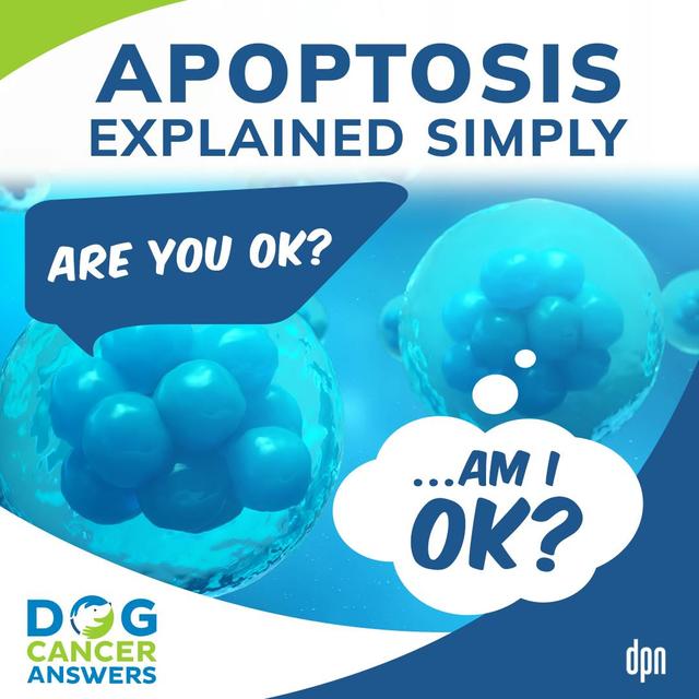 Apoptosis Explained Simply and Why It Matters in Dog Cancer | Amanda Kin, M.S. #227 - podcast episode cover