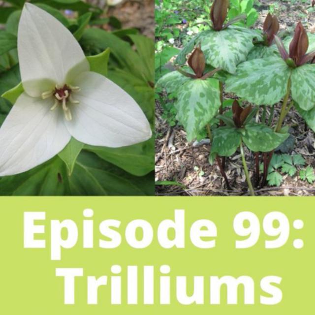 Trilliums - podcast episode cover