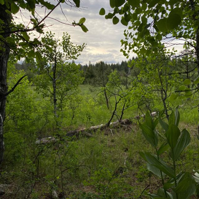 108: Dawn Chorus And Rain At Bigelow Meadow - podcast episode cover