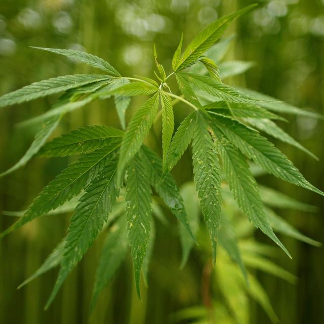 173: Does a university cannabis scandal point to a larger trend? - podcast episode cover