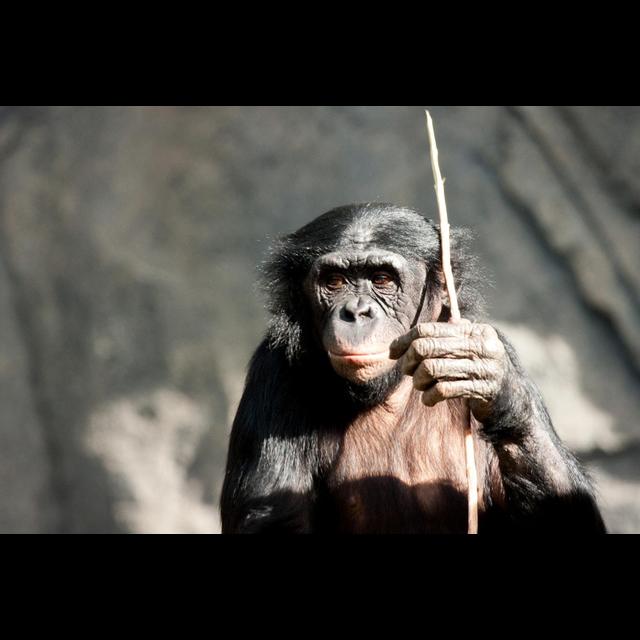 Episode 155: Bonobos Bonanza - podcast episode cover